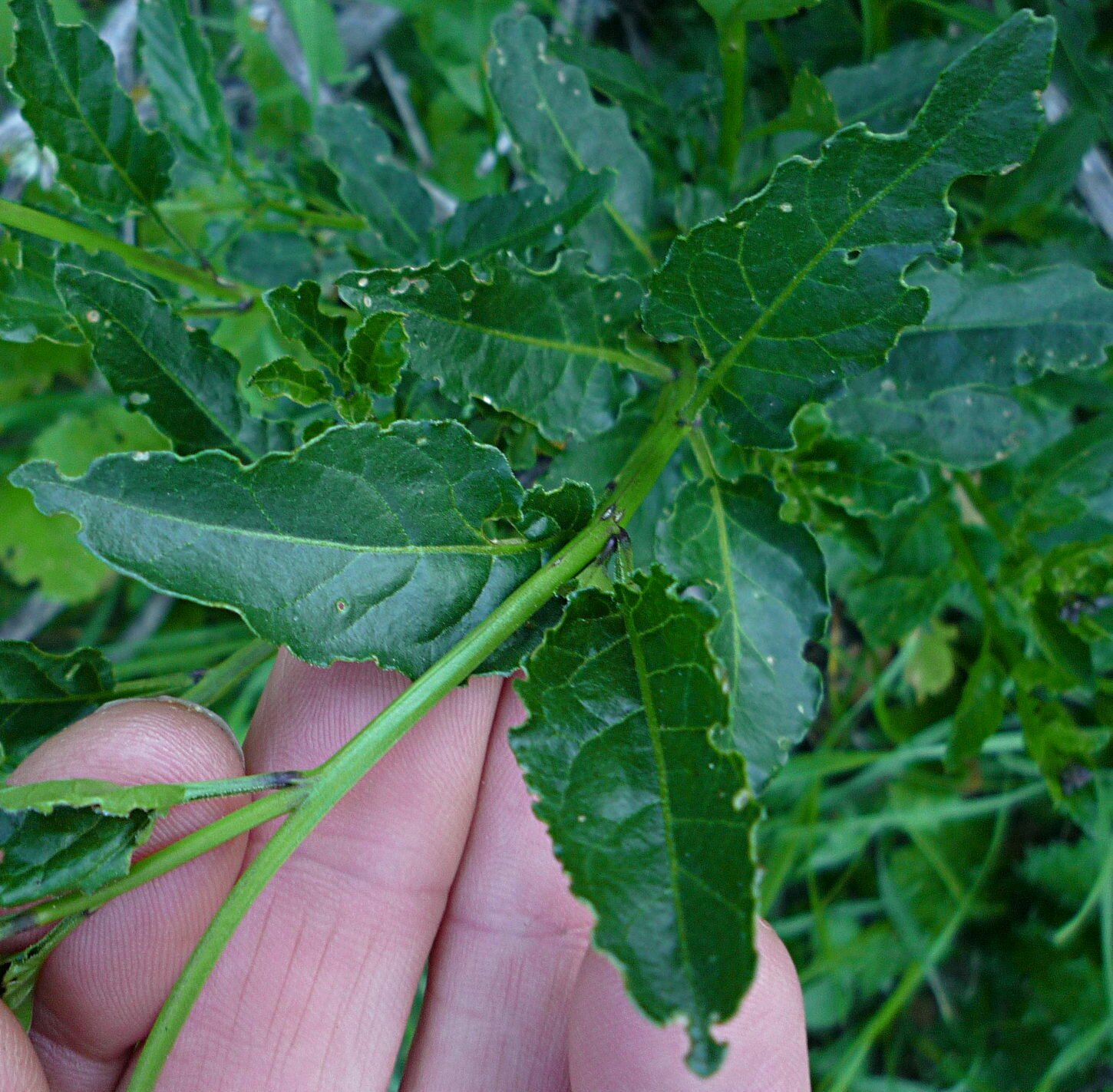High Resolution Solanum umbelliferum Leaf